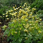 Epimedium 'Amber Queen'